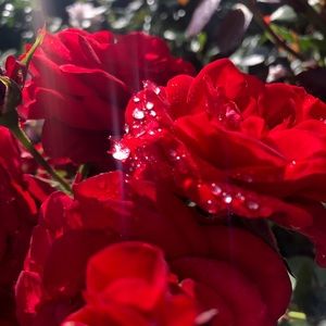 Meet your Posher, Rylee